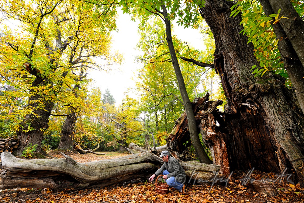 collecting of chestnuts in the forest