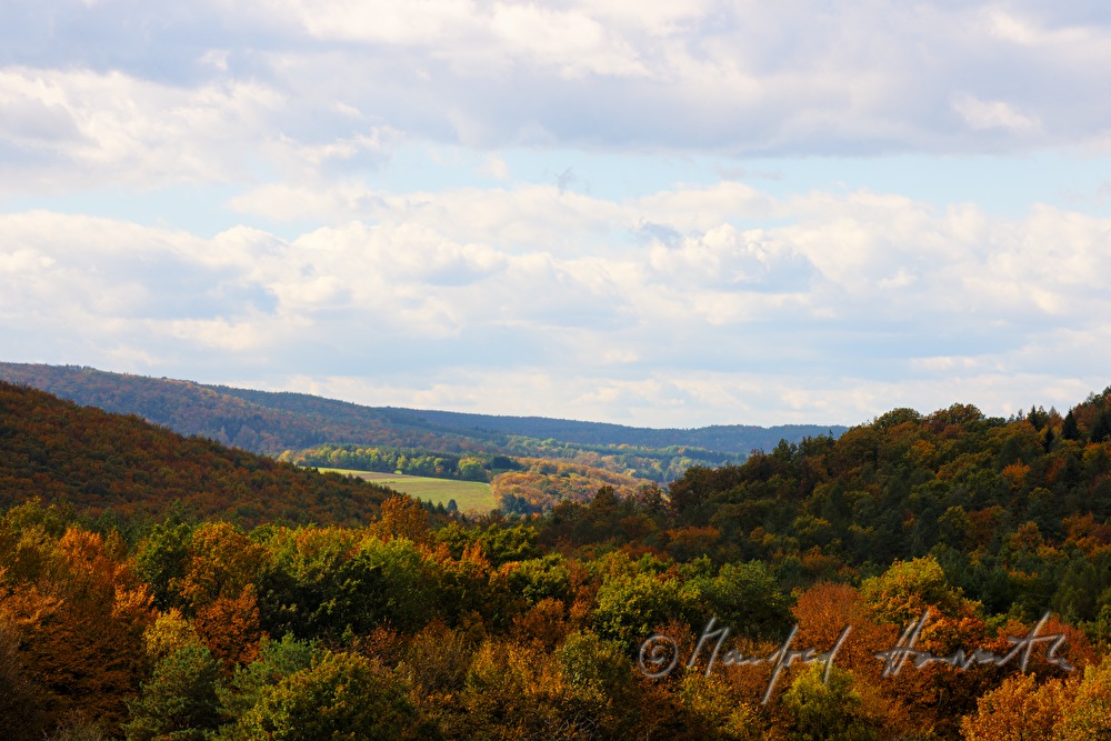 view from the chestnut tree forest