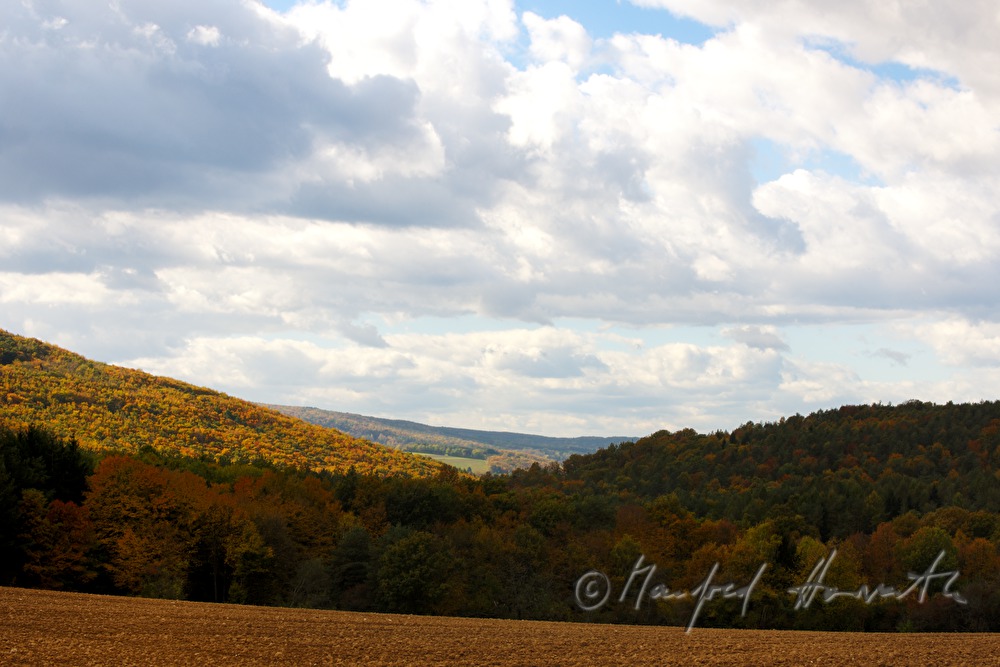 view from the chestnut tree forest