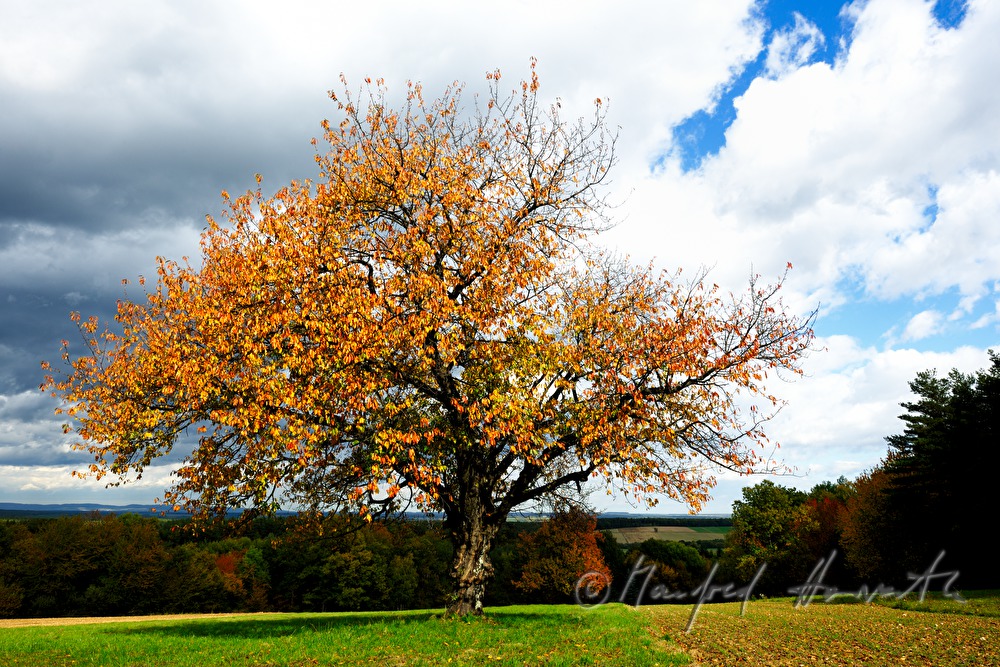 view from the chestnut tree forest