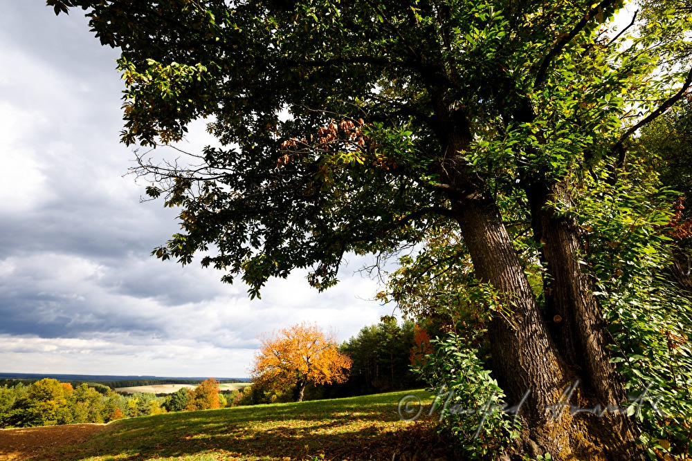 view from the chestnut tree forest
