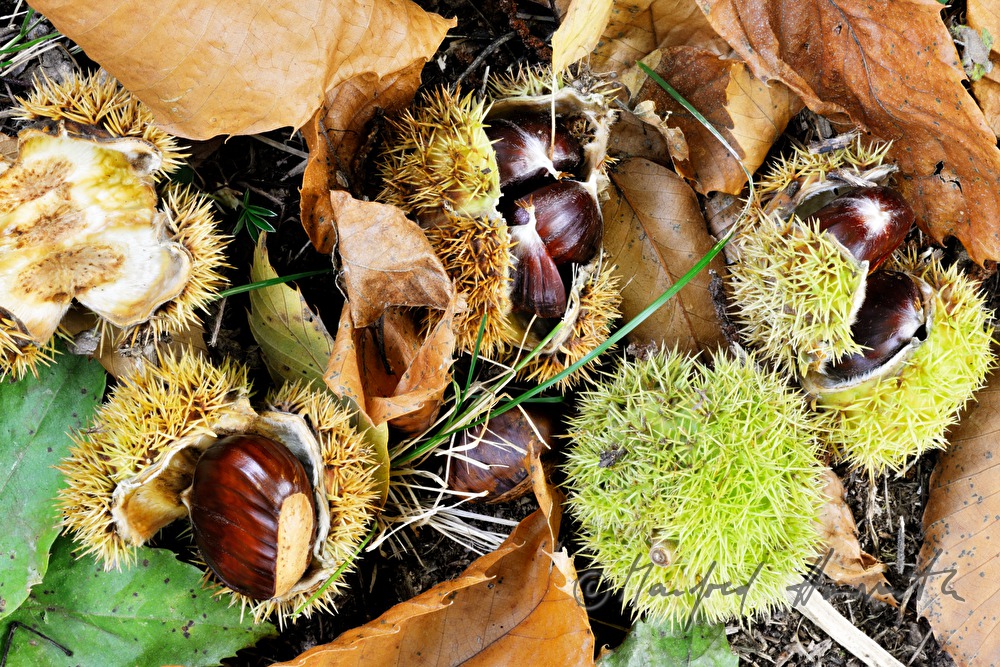 mellow sweet chestnut under a chestnut tree