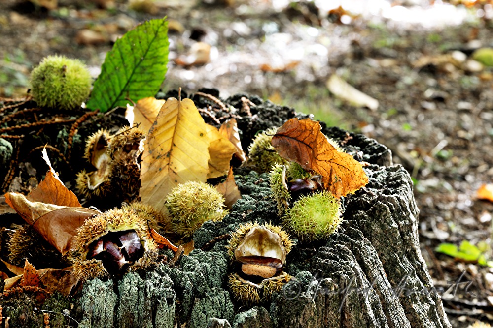 mellow sweet chestnut under a chestnut tree