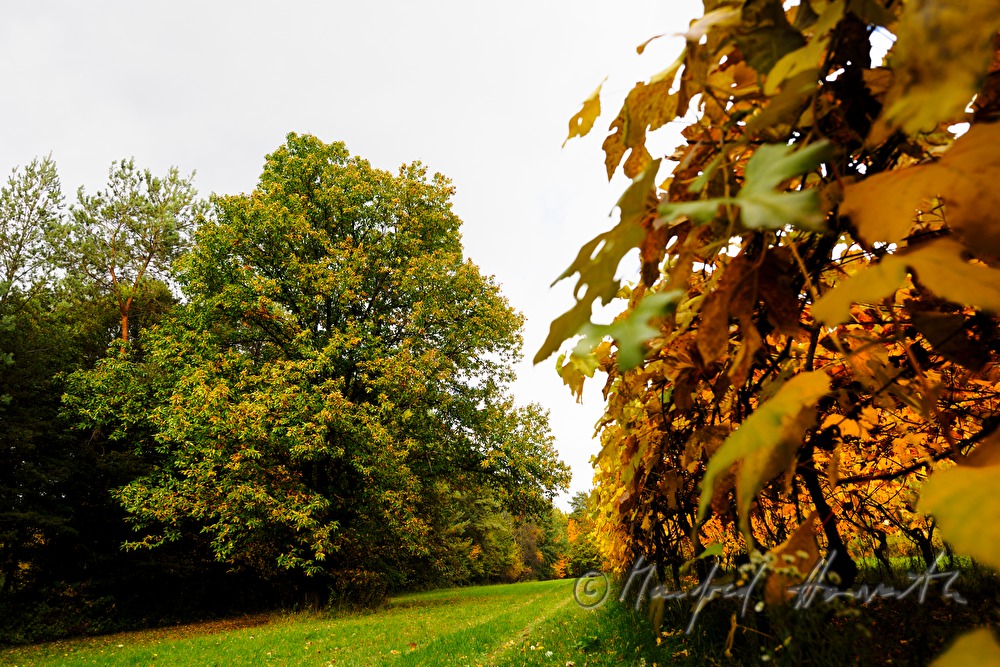 chestnut tree and vineyard
