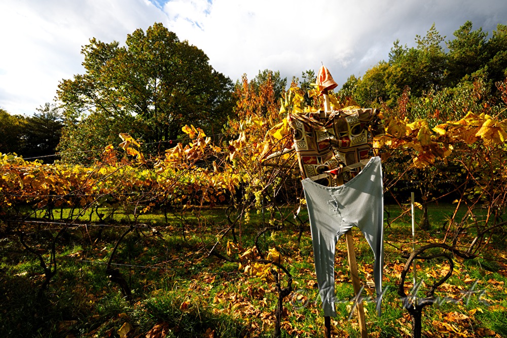 chestnut tree and vineyard with a scarecrow