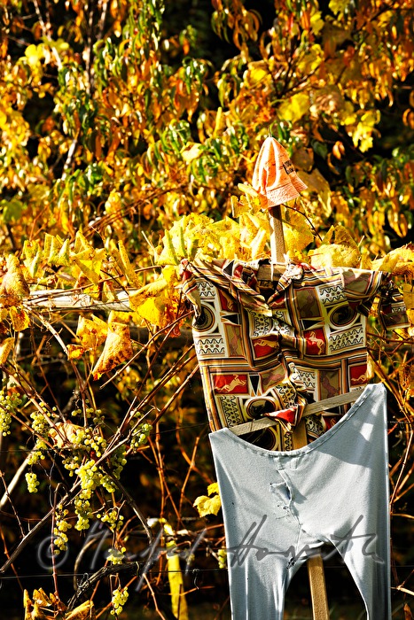 vineyard with a scarecrow