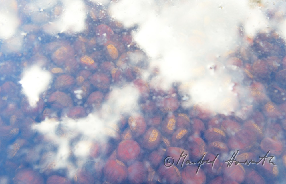 soaking of sweet chestnuts in water