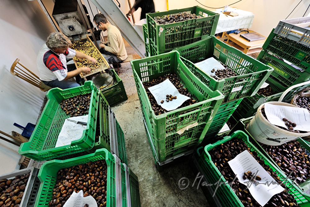 peeling of sweet chestnuts with a machine
