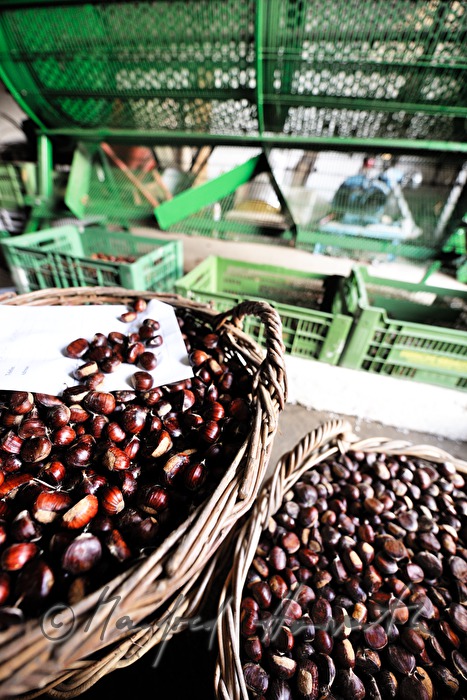 peeling of sweet chestnuts with a machine