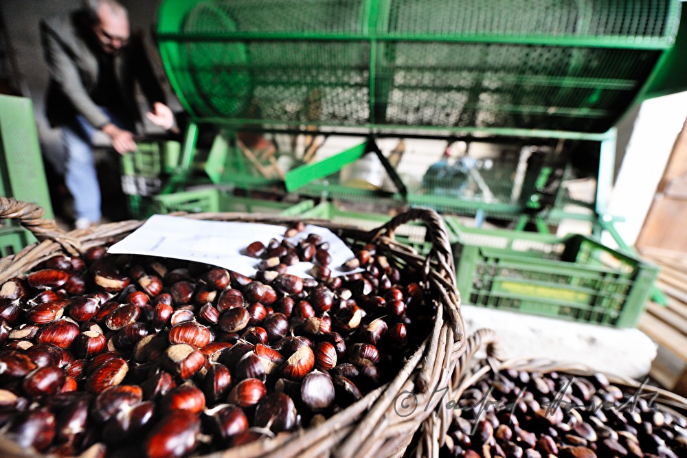 peeling of sweet chestnuts with a machine