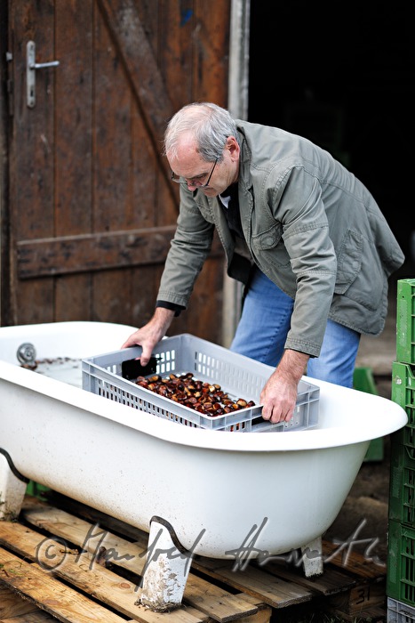 soaking of sweet chestnuts in water