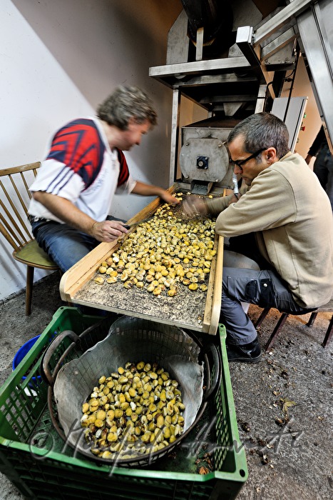 peeling of sweet chestnuts with a machine
