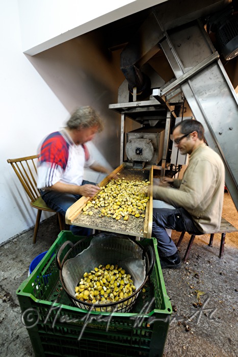 peeling of sweet chestnuts with a machine