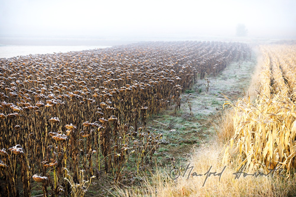 sunflower field and maize field in low stratus