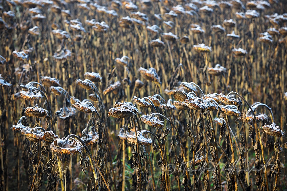 sunflower field and maize field in low stratus