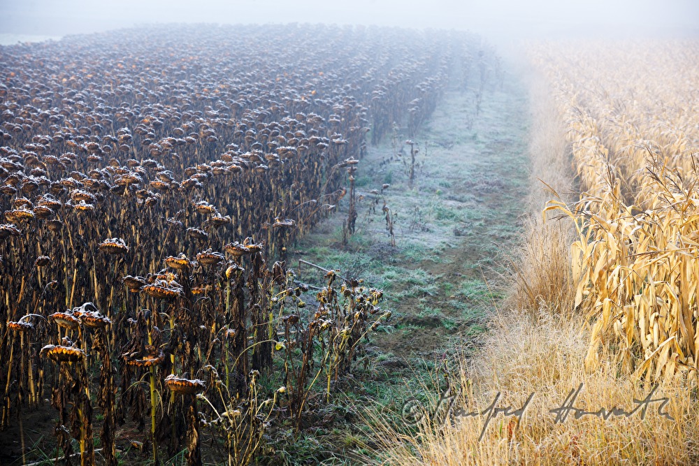sunflower field and maize field in low stratus