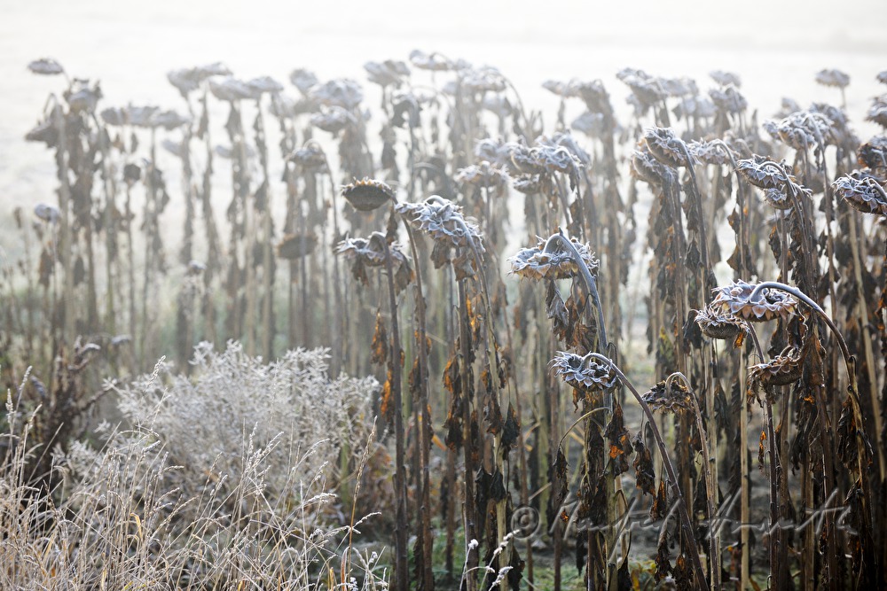 sunflower field and maize field in low stratus