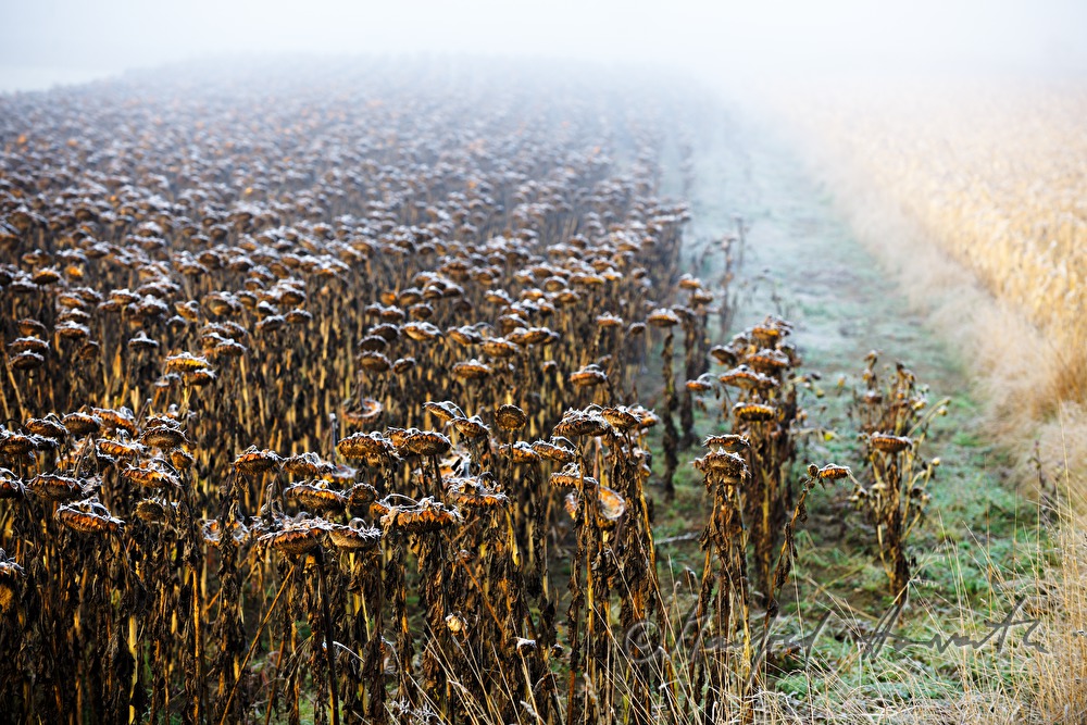 sunflower field and maize field in low stratus