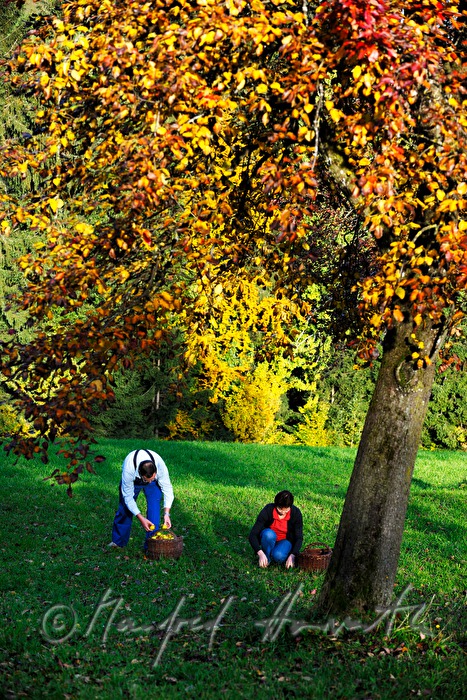 peasants pick pears to make dired fruit