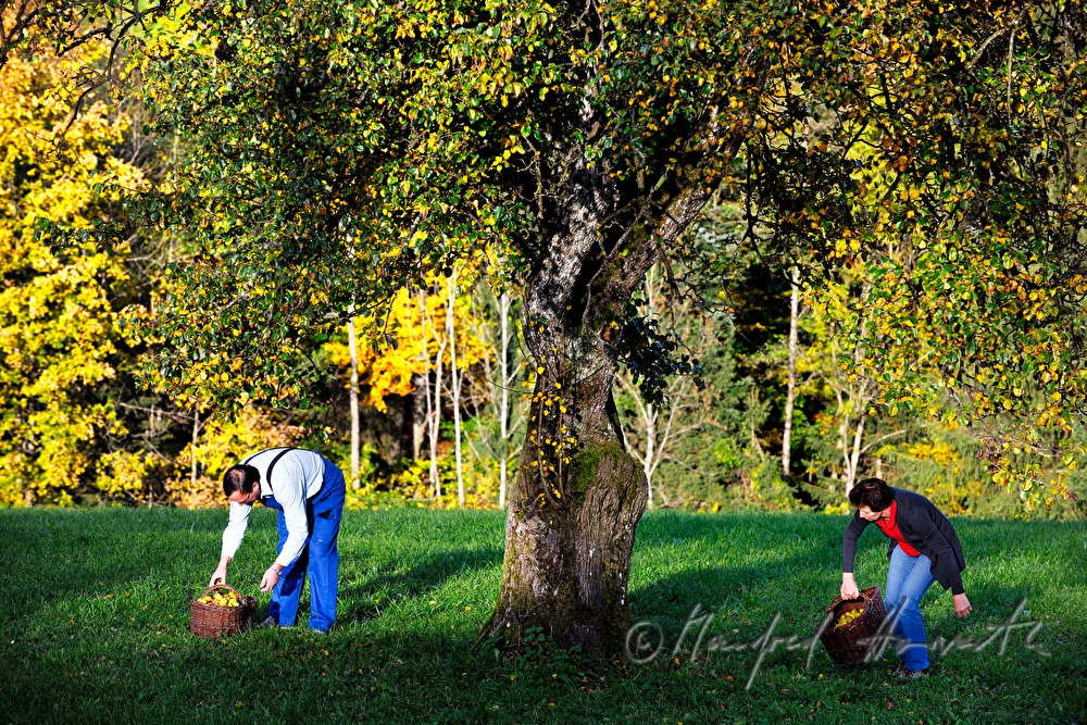 peasants pick pears to make dired fruit