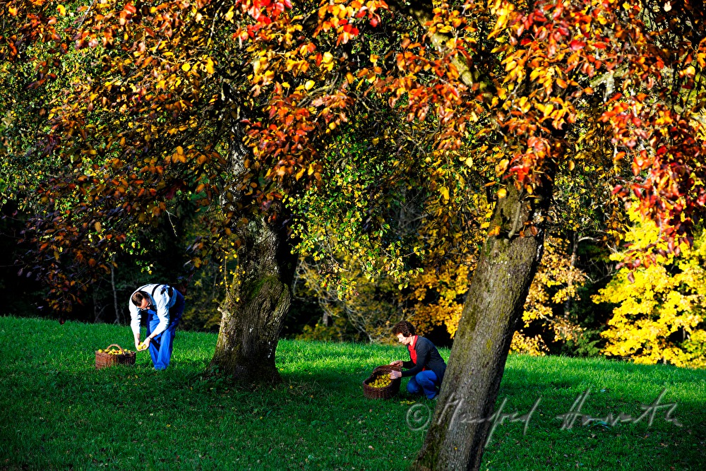 peasants pick pears to make dired fruit