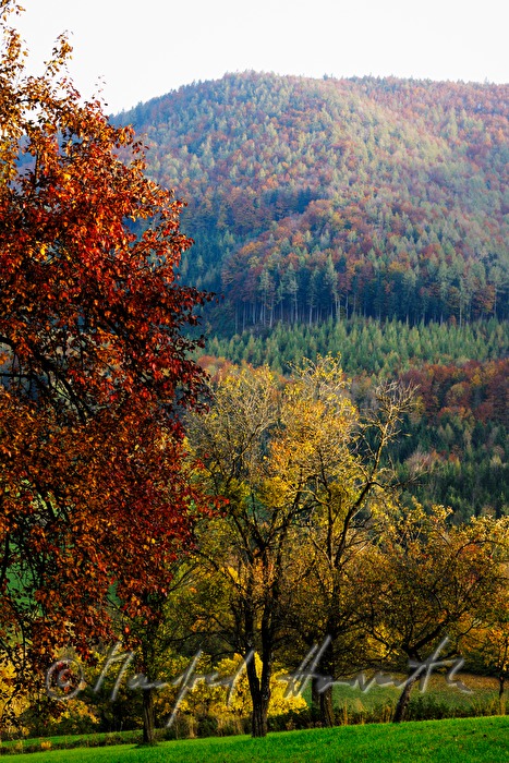 autumnally coloured trees