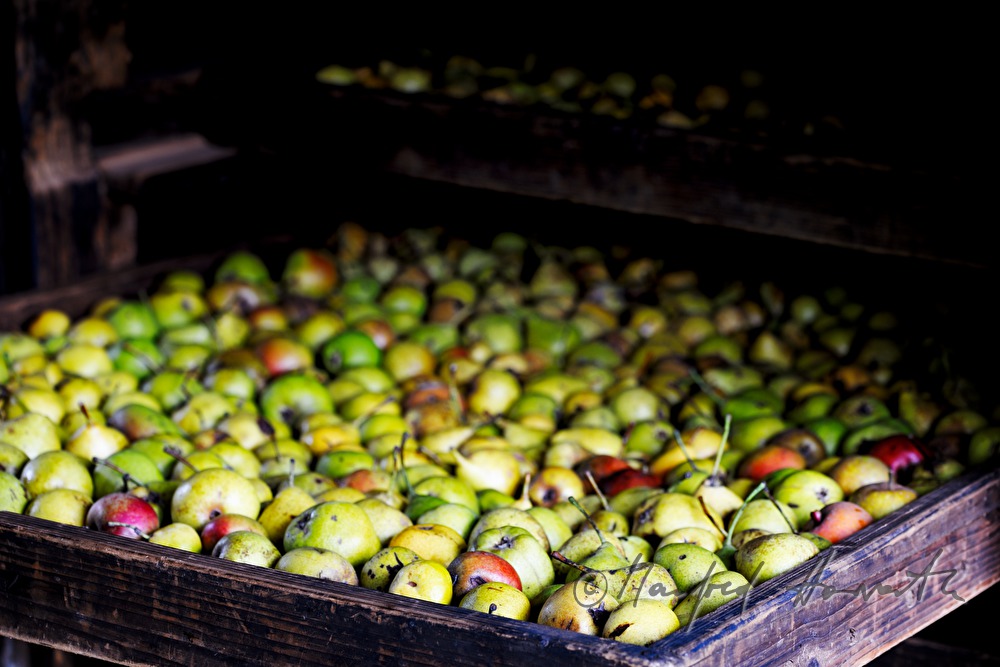 torrefaction of pears in the hut