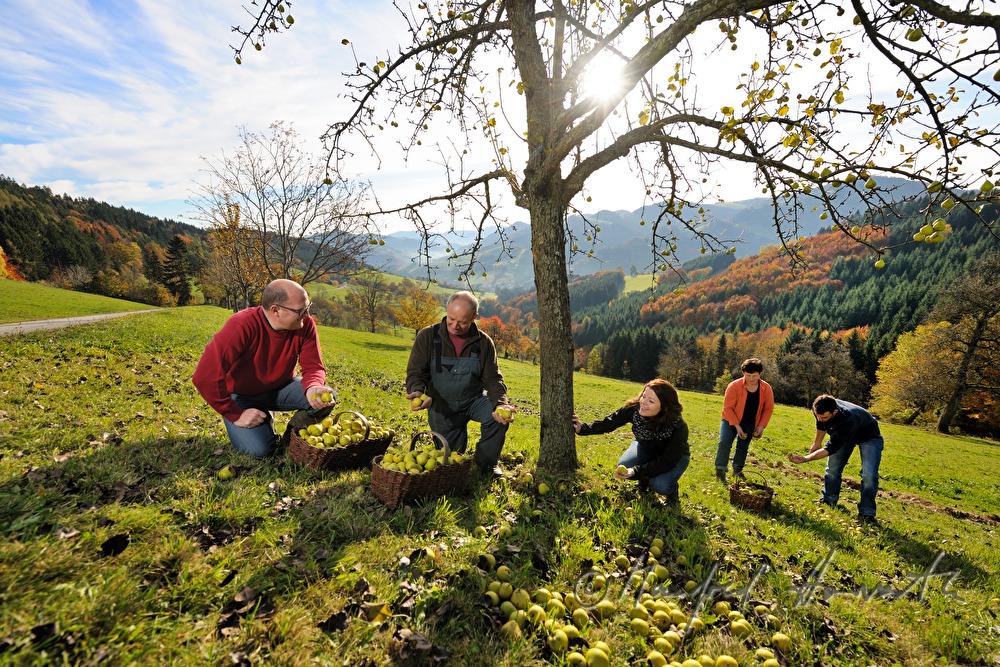 fruit pickers in a break under the pear tree