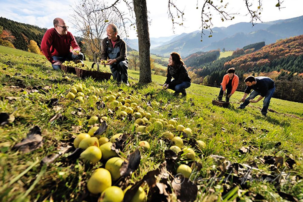 fruit pickers in a break under the pear tree