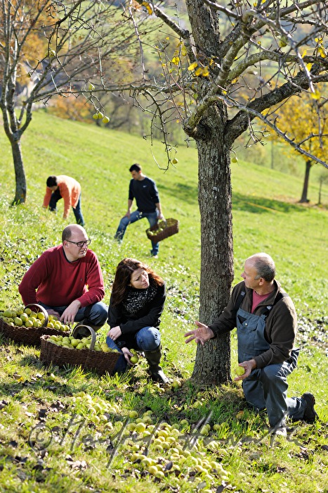 fruit pickers in a break under the pear tree