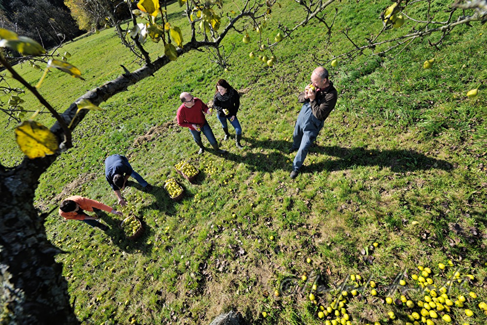 fruit pickers in a break under the pear tree