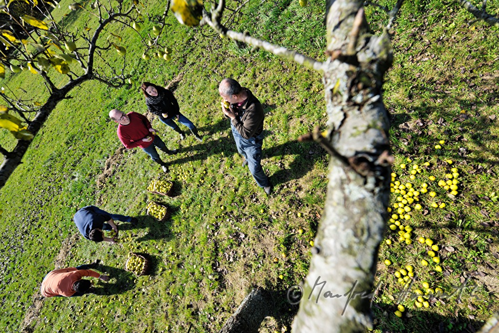 fruit pickers in a break under the pear tree