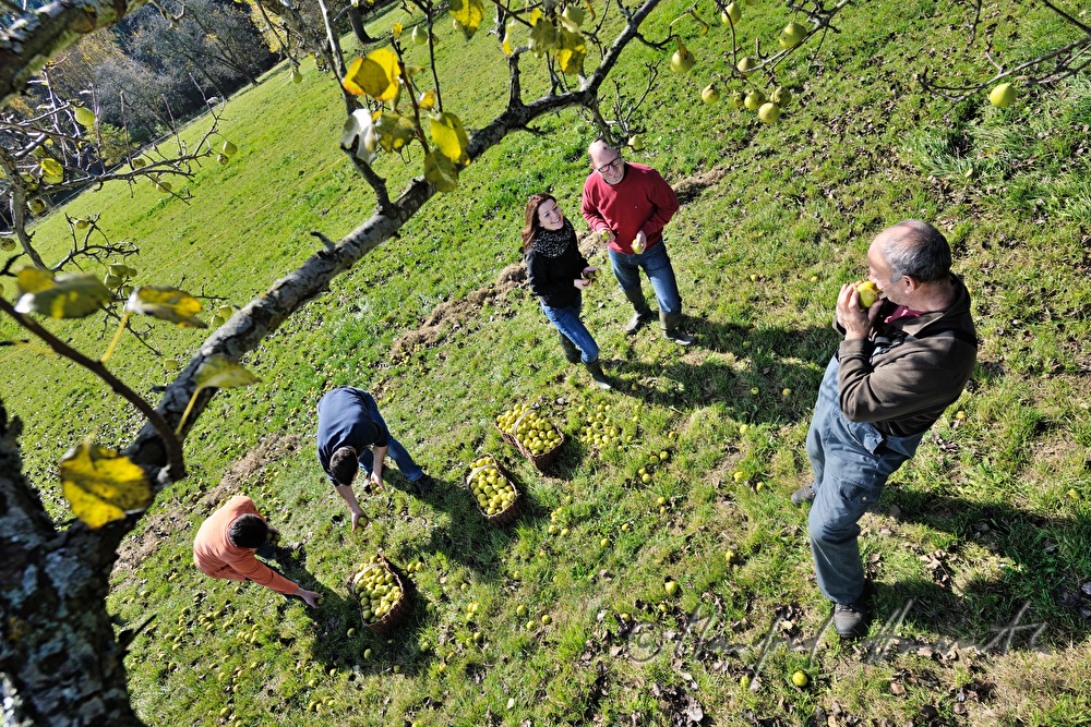fruit pickers in a break under the pear tree