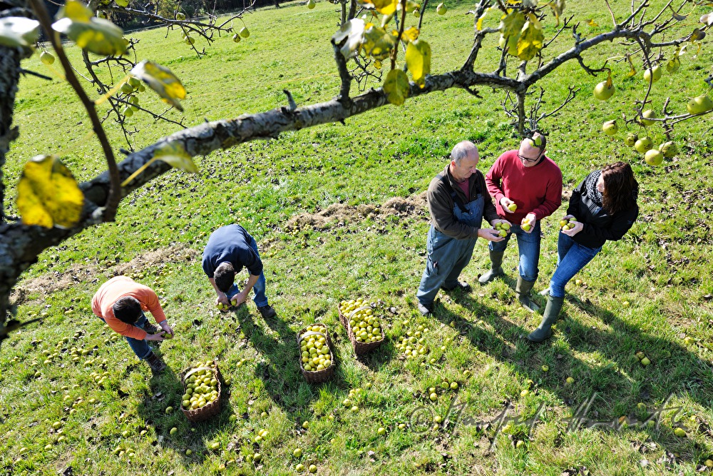fruit pickers in a break under the pear tree