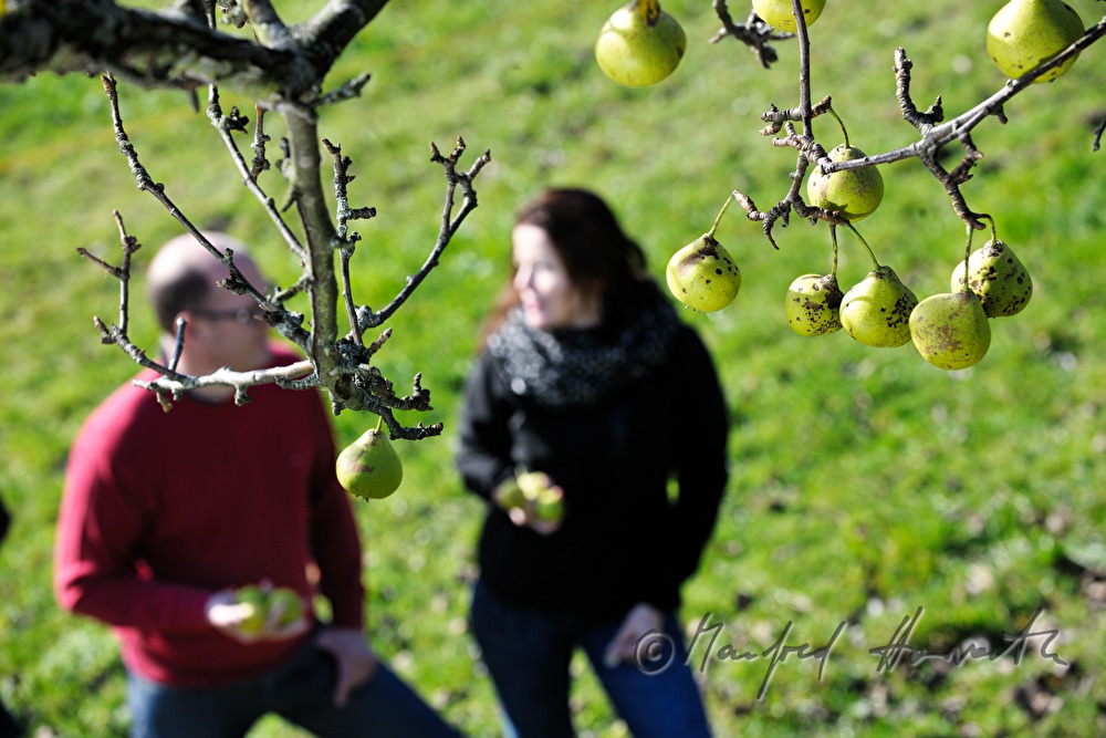 fruit pickers in a break under the pear tree