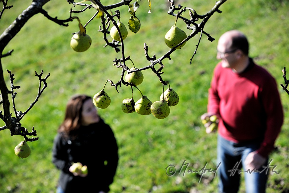 fruit pickers in a break under the pear tree
