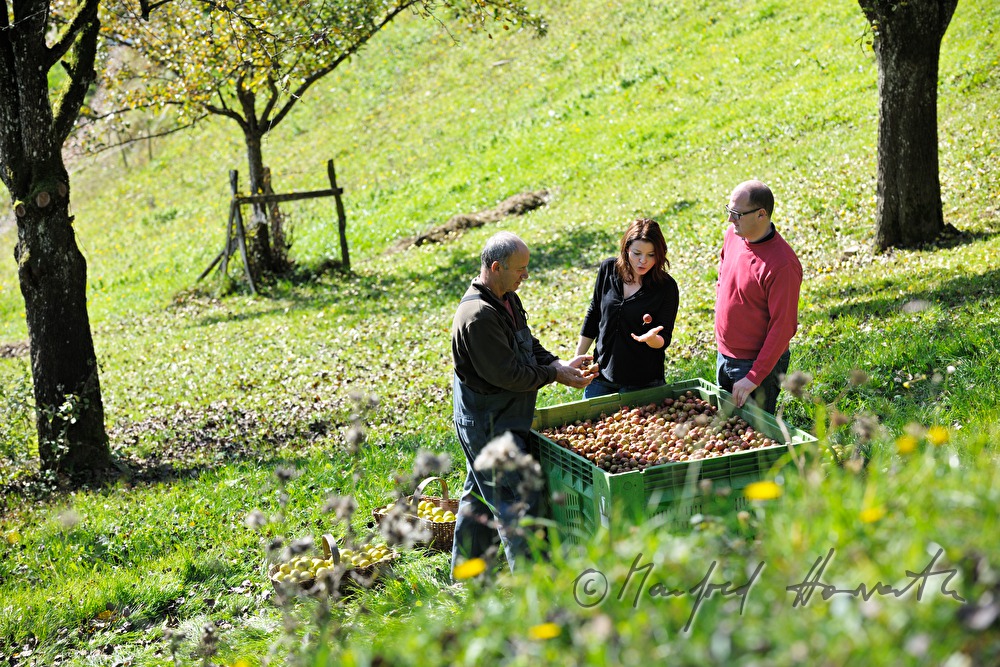 fruit pickers in a break under the pear tree