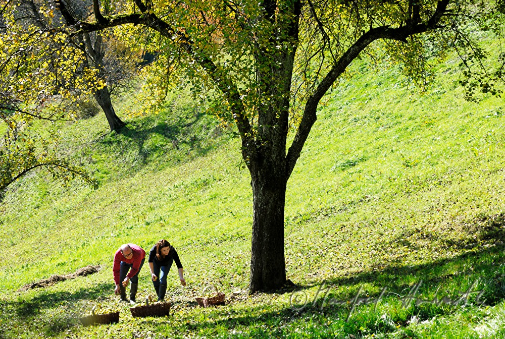 fruit pickers in the orchard picking pears