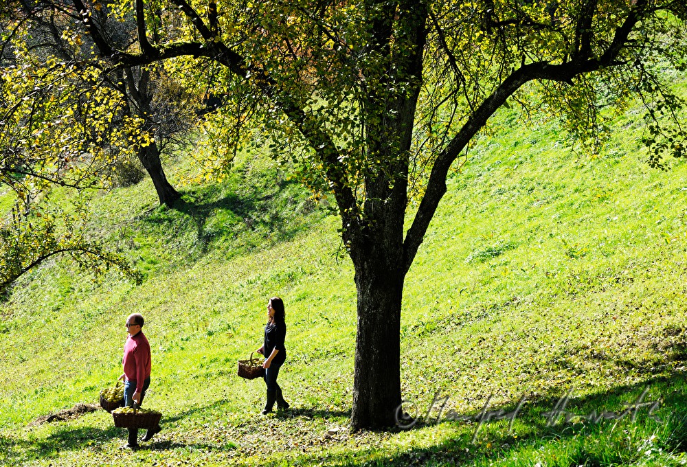 fruit pickers in the orchard picking pears