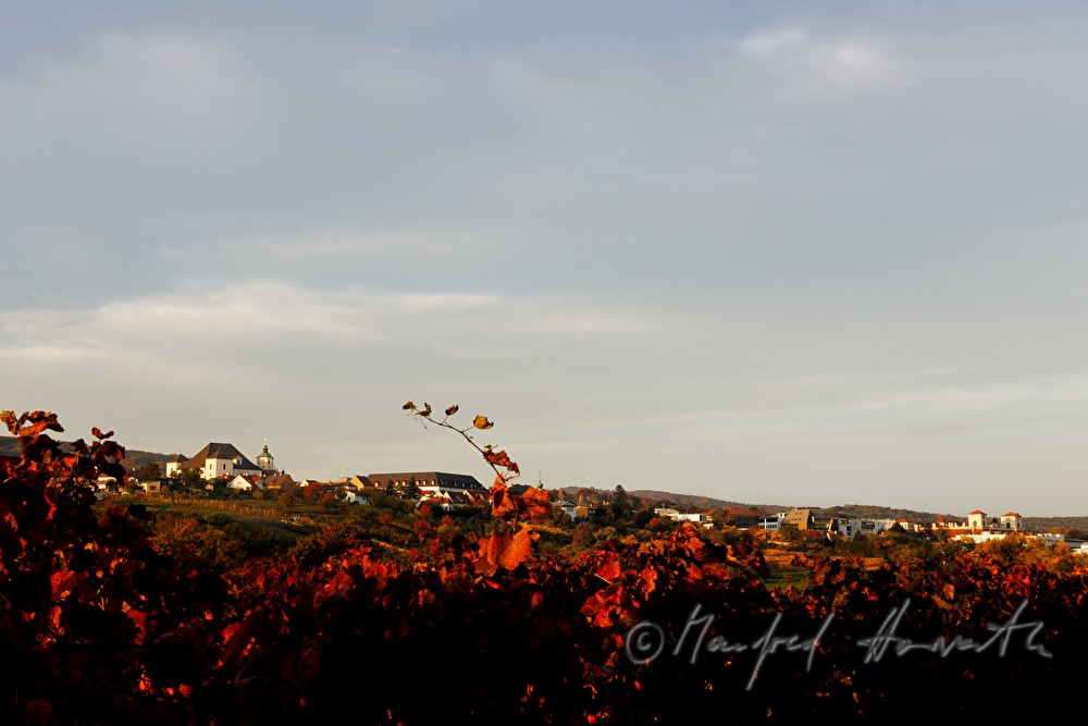 view over the vineyards to the Oberberg