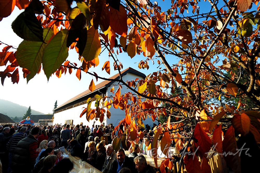 crowd of people sitting at the chestnut festival