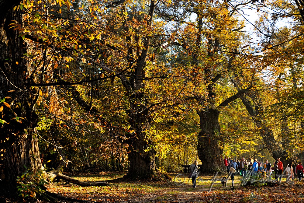 walkers in the chestnut tree forest