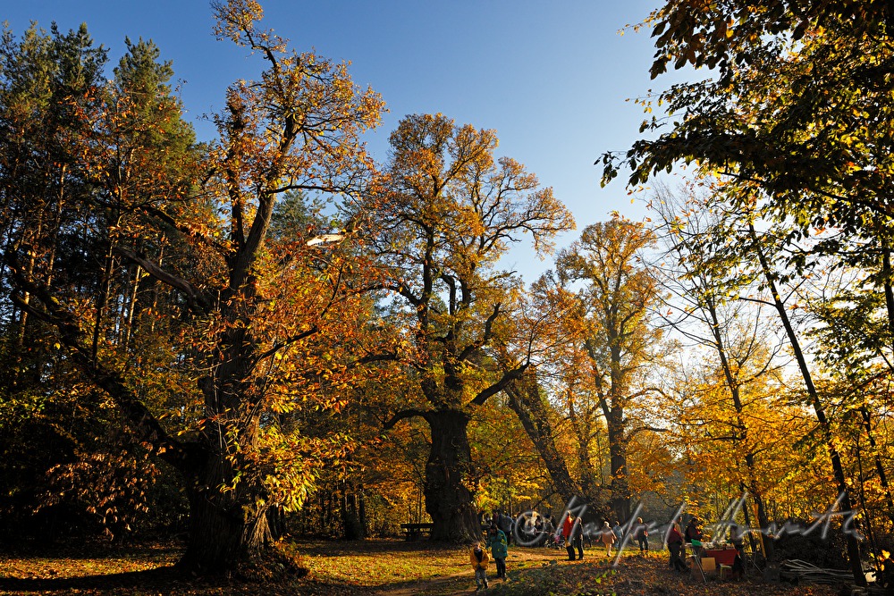 walkers in the chestnut tree forest