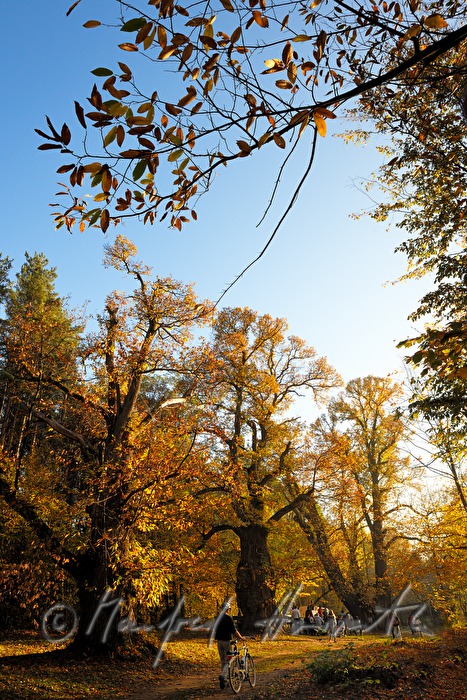 walkers in the chestnut tree forest
