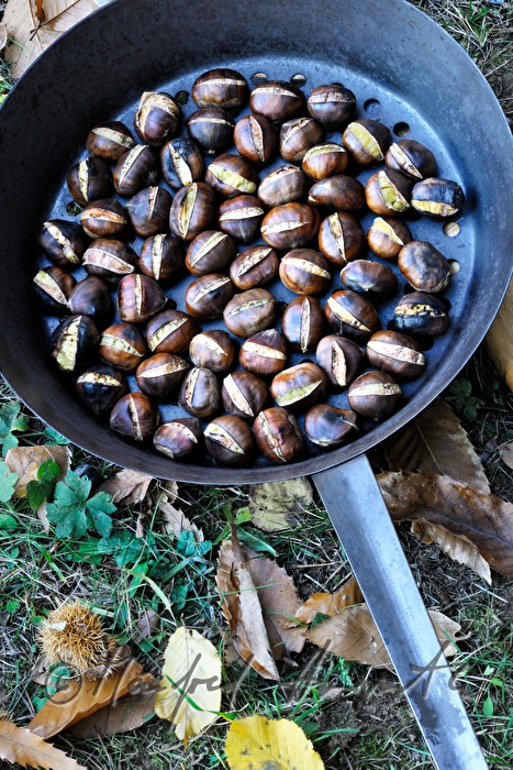 making of baked chestnuts at the chestnut festival