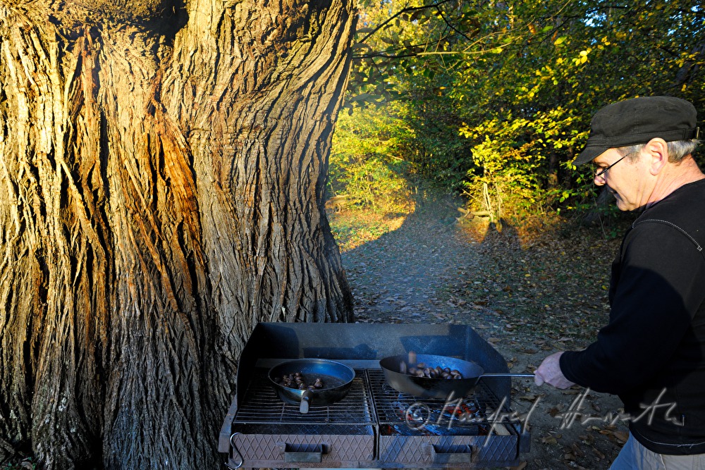 making of baked chestnuts at the chestnut festival