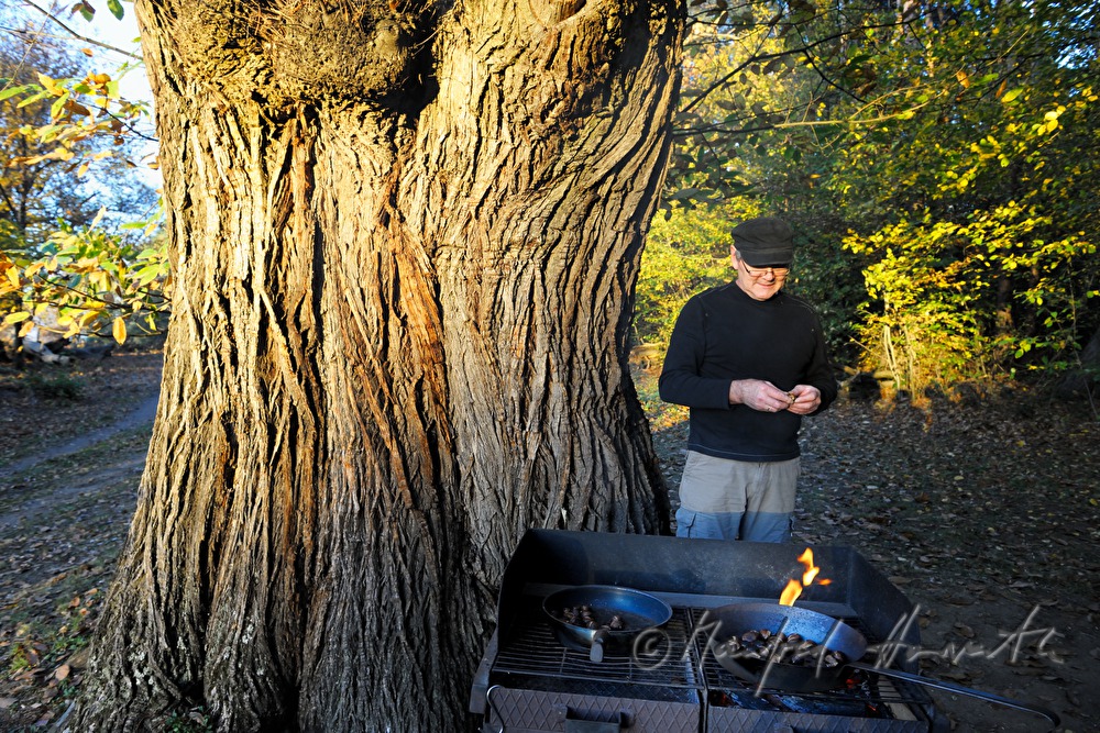 making of baked chestnuts at the chestnut festival