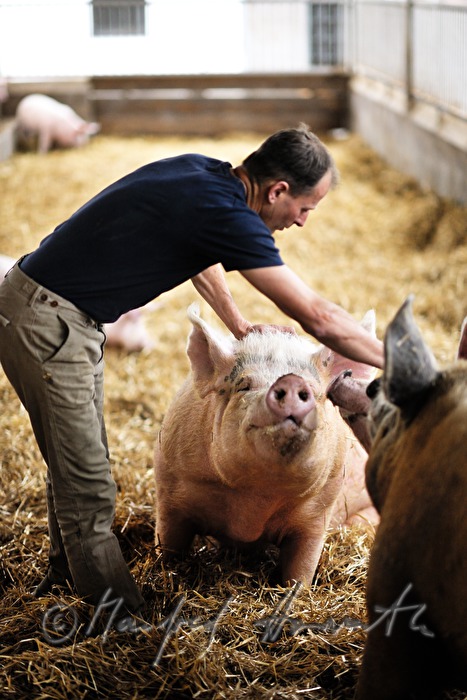 the farmer Franz Habel in his pigsty