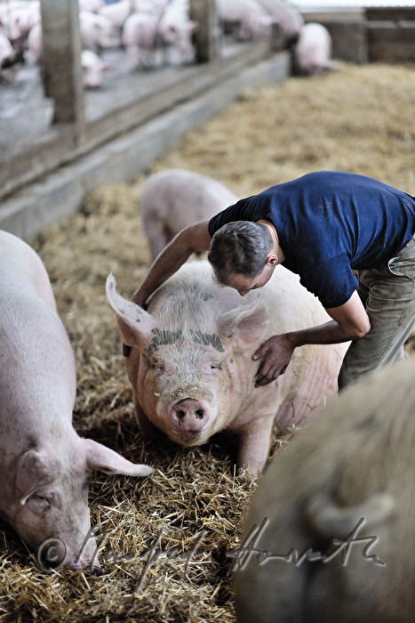 the farmer Franz Habel in his pigsty