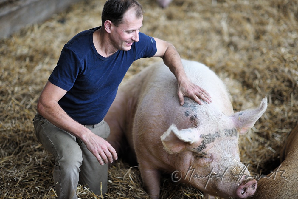 the farmer Franz Habel in his pigsty